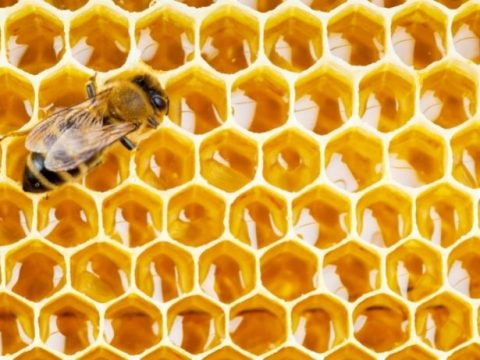 4 Essential Ways Honey Benefits Cosmetic Businesses