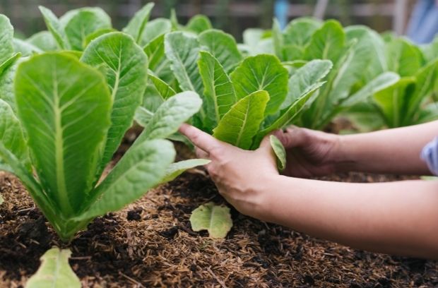 Best Vegetables To Grow in a Cold Climate